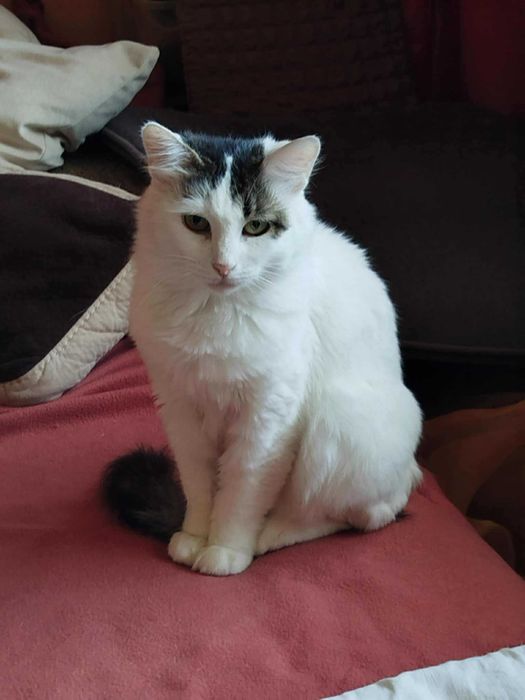 Млада котка, пухкава, мила, търси своите грижовни стопани.