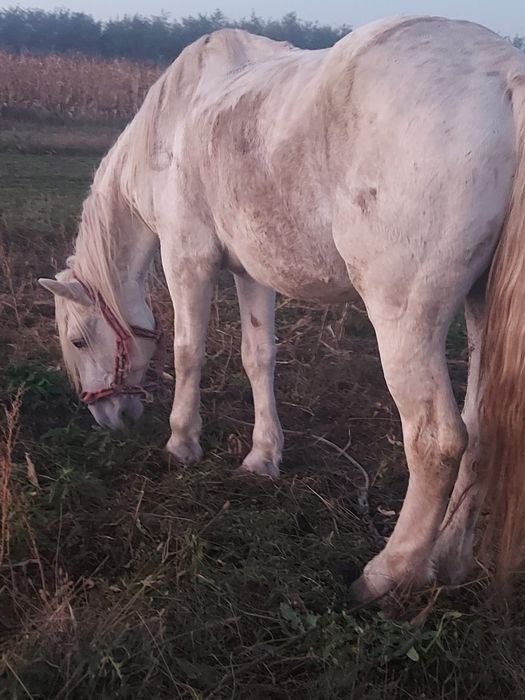 Vând harmasar blând