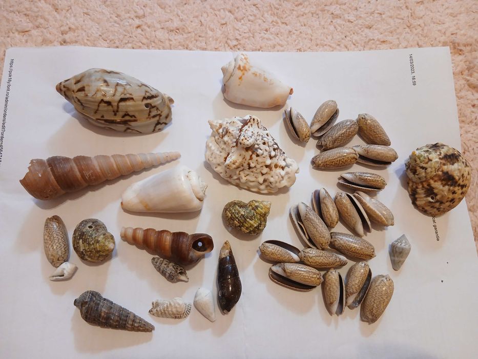 scoici diverse si cochilii exotice acvariu