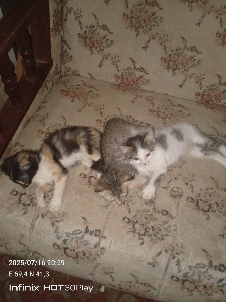 Котята в добрые руки