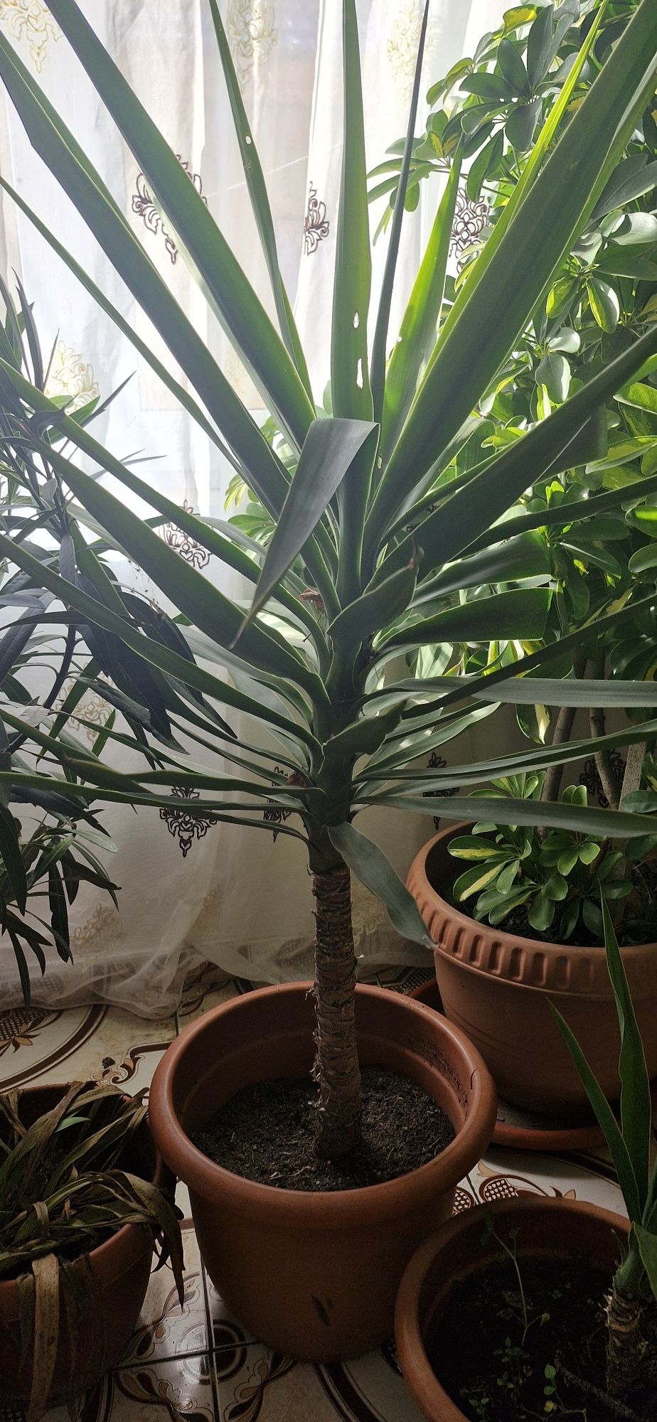 Leandri/plante ornamentale
