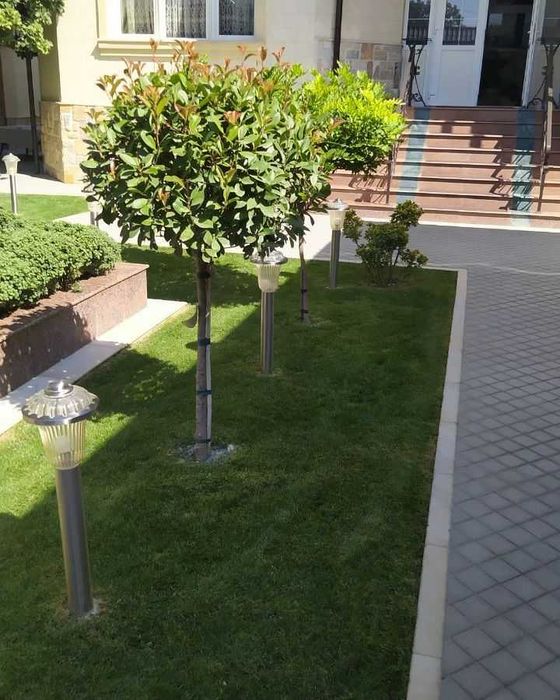 Стрижка газона и елок система полива gazon ekish rulon gazon