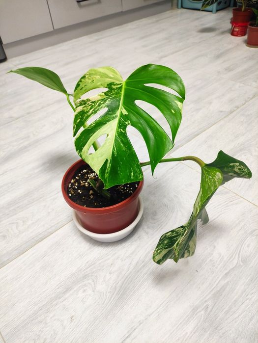 Альба монстера вариегатная