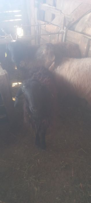 Тоқтылар сатылады