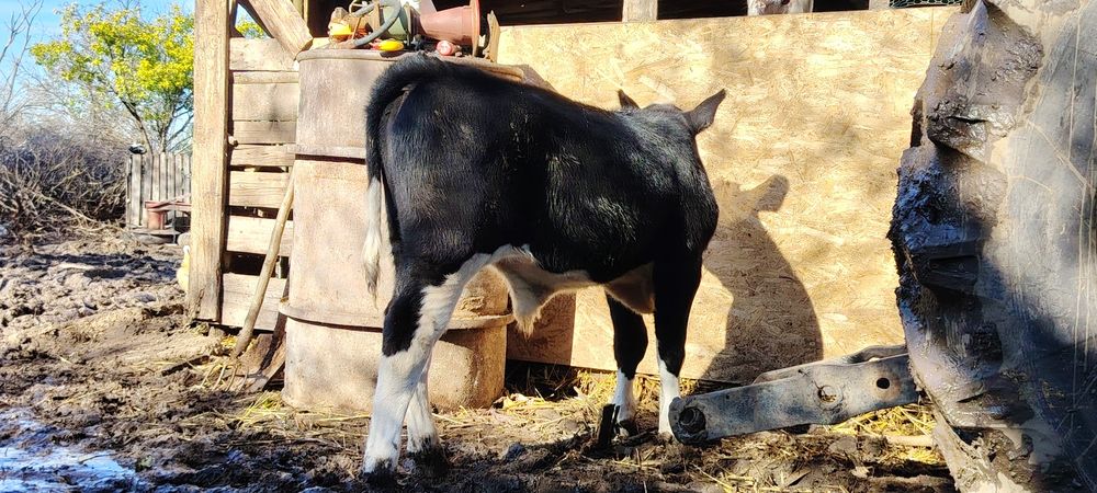 Vând taure de prăsilă și tăuraș