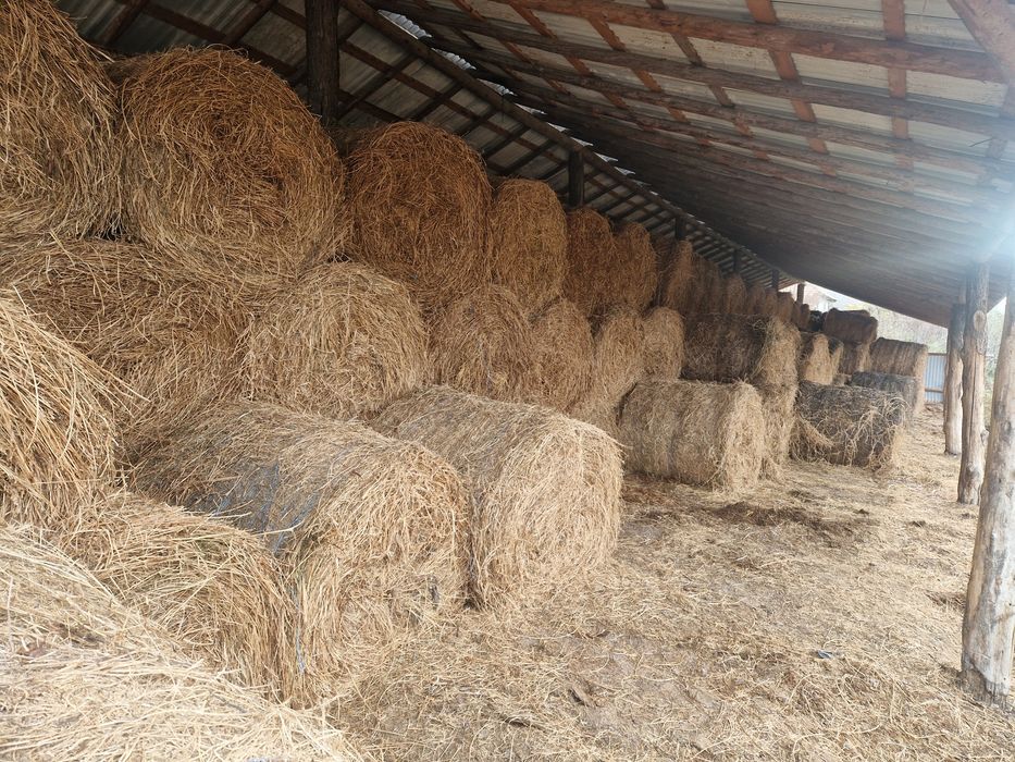 Baloti lucerna rotunzi