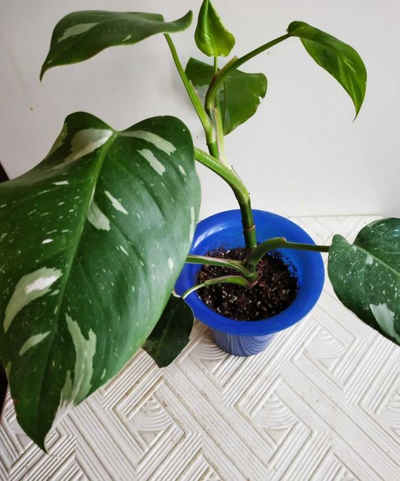 Филодендрон Белый Рыцарь -для дома и офиса