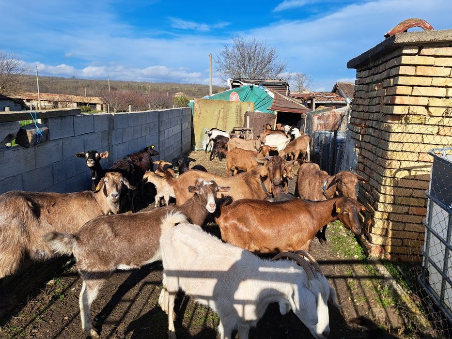 Продавам редовни бремени кози