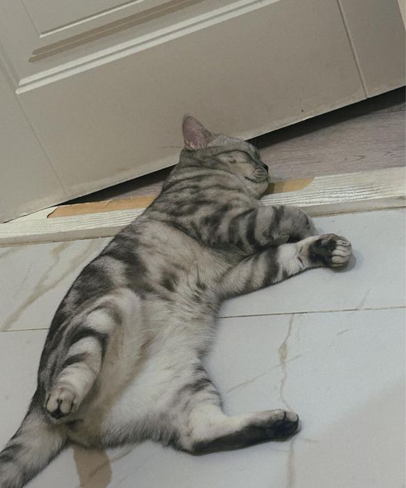 Шотландский кошка