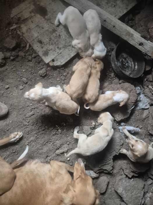 Тазы щенки чистокровные