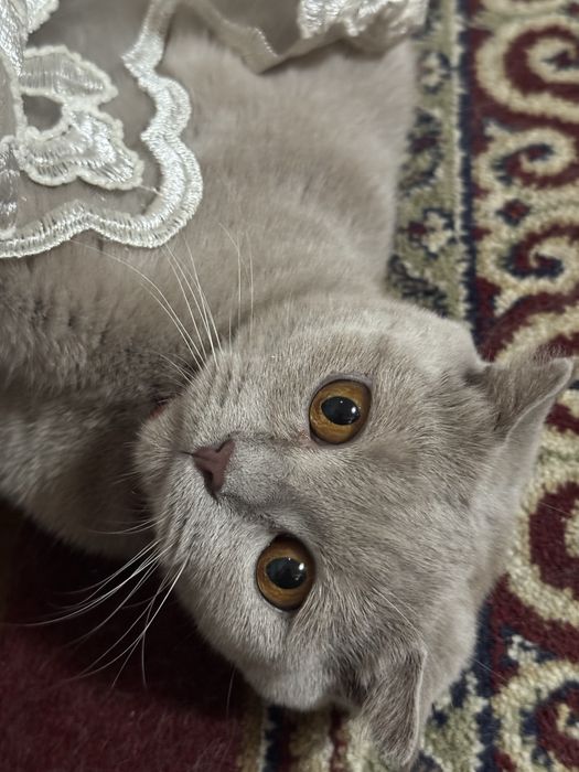 Скотиш фолд