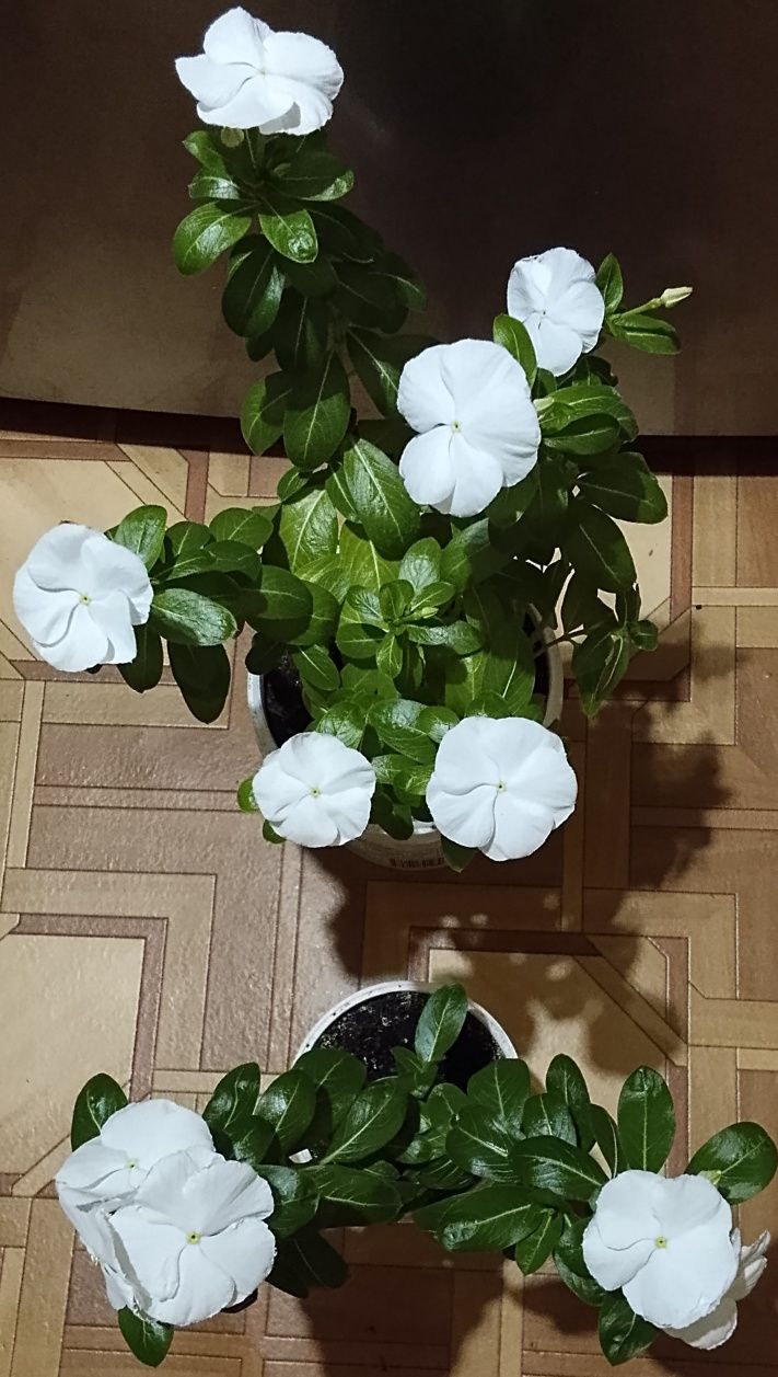 Катарантус продаю.