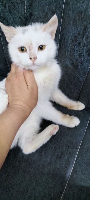 Mushukcha mehribon qõllarga beriladi.