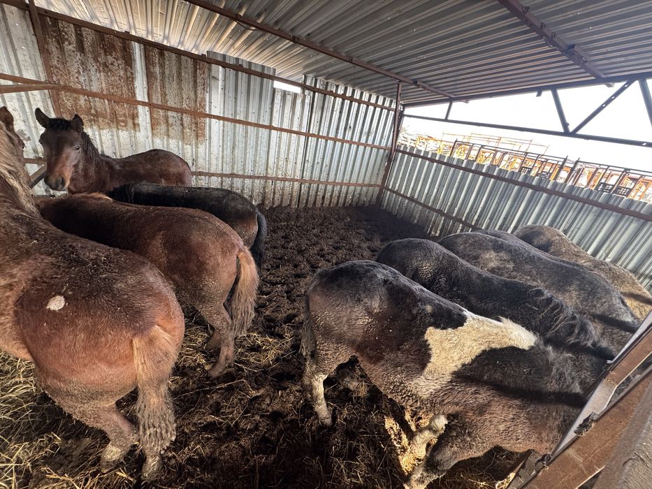 Тайлар на согым цена от 500 000 тг