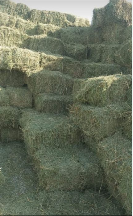 Жонышка сатылады доставка бар