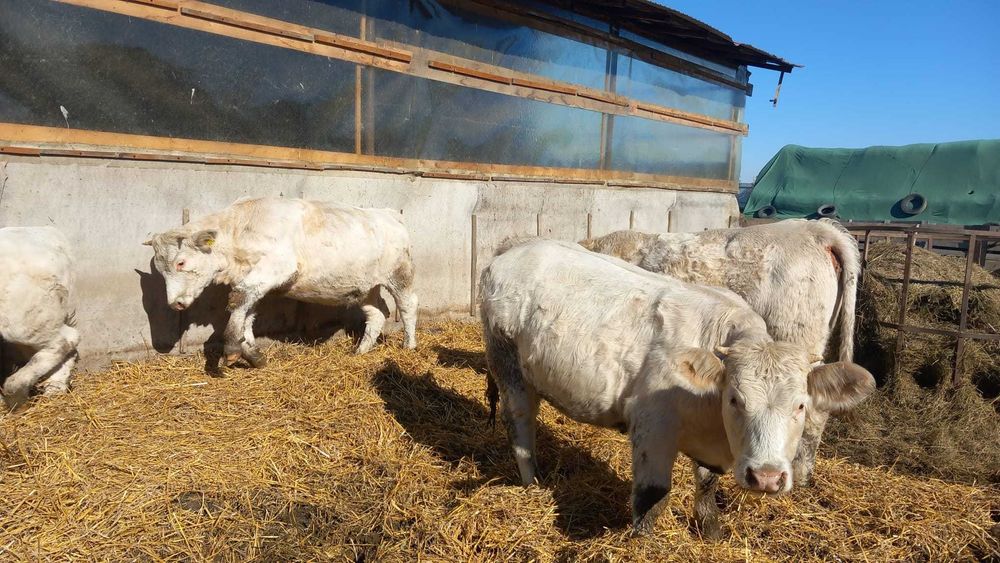 Vand vitele Charolais