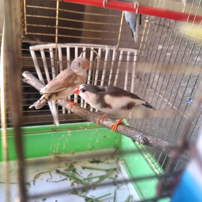 Amadin,Papugay qushlari