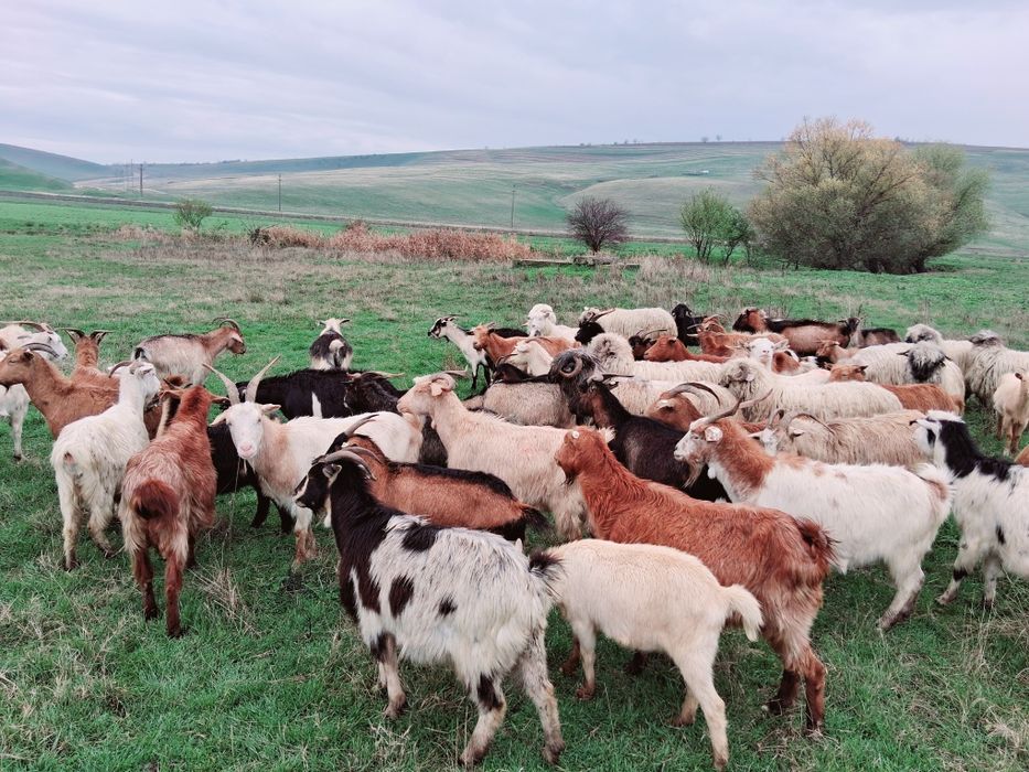 Vând 50 de capre gestante