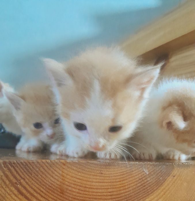 Мушук болалари хадияга !