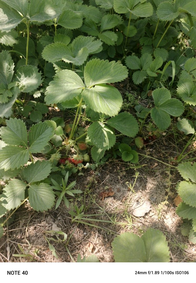 Dacha toytepa srochna