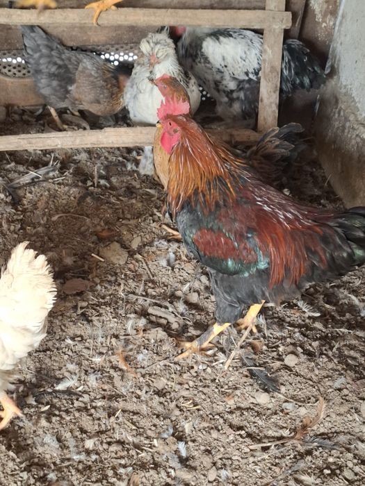 Петухи 5 шт пл 4000