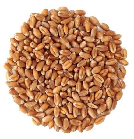 Продам пшеницу.  .