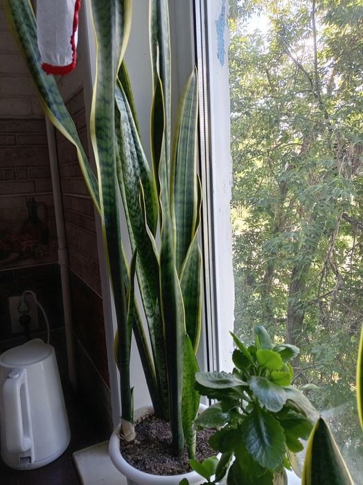 Цветы для офиса и дома