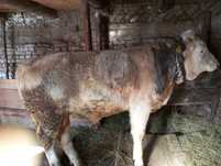 Taur de vânzare 600kg 10.000lei