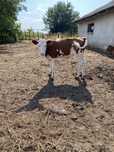 Vitele baltate de 4 luni +