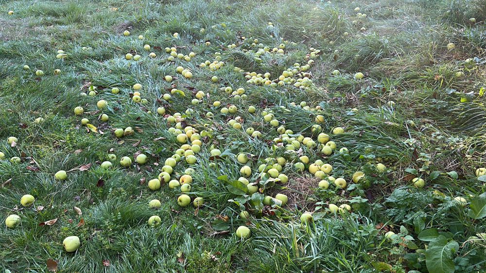 Mere de industrie/suc