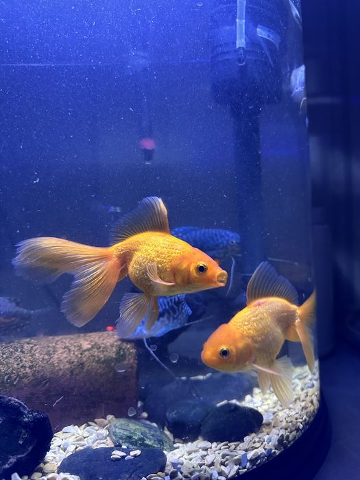 Золотая,рыбки,рыбка,фильтр,свет,балық,телескоп,