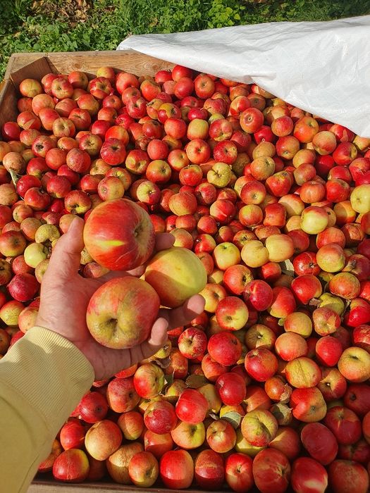 Mere [ Golden, Ionathan, Idared ]