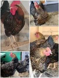 Инкубационное яйцо и суточные цыплятаята