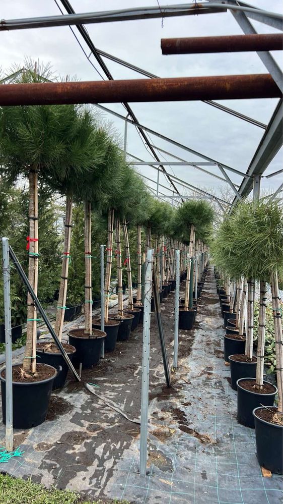 Продавам купресо кипарис Лейланди, (Cupr. Leylandii) ПРОИЗВОДИТЕЛ !!!
