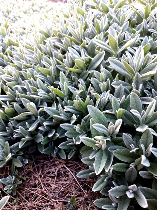 Градински церастум, делосперма, флокс