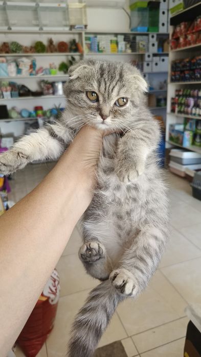 Продается шотландский котята