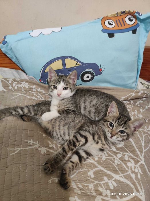Котята в хорошую семью