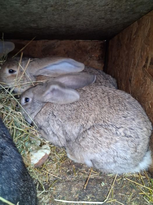 Iepuri tineri urias german 3-4 kg