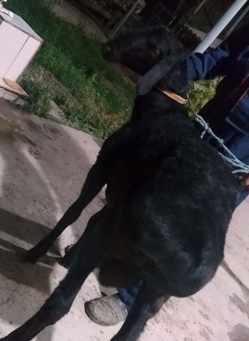 Arzon GAVDASI KATTA Semiz Xonaki Qora Qochqor sotiladi