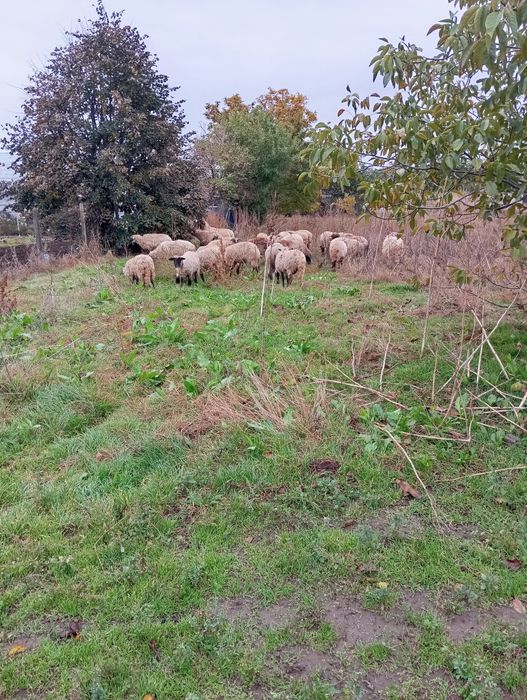 Vând 35 de oi 800 lei
