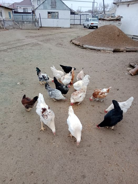 Продаются куры по 3 000 тенге