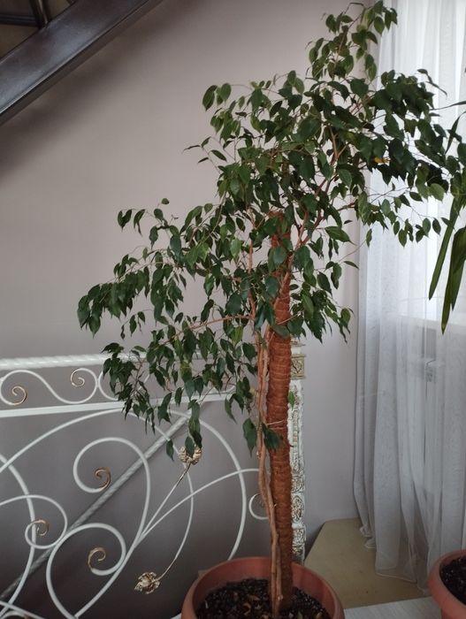 Продам комнатные цветы