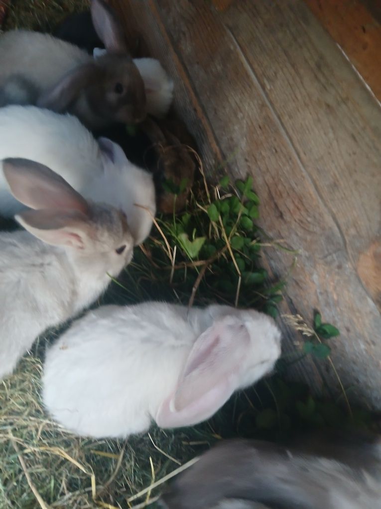 Puiuți berbec german