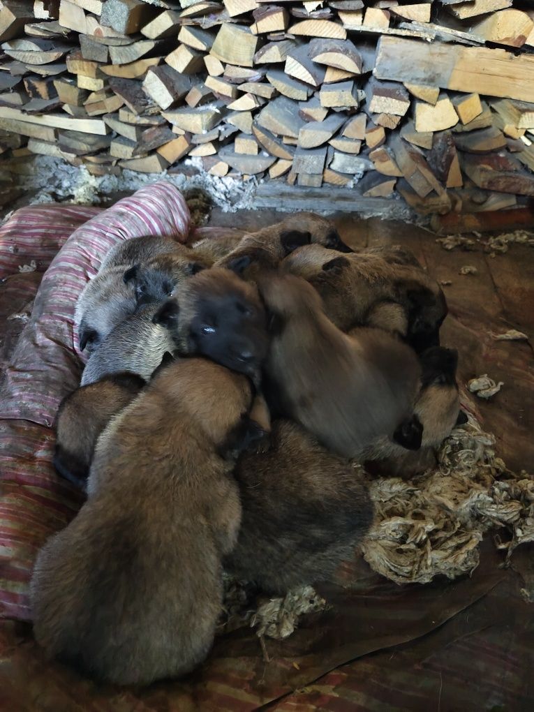 Продам щенков чистокровной бельгийской овчарки,50000 тенге