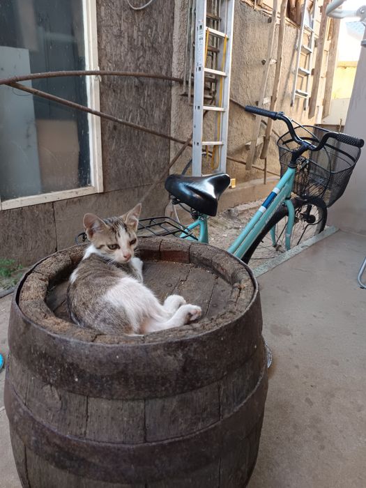 ofer spre adoptie 5 pisicuti (pisoi\pisica/motan)