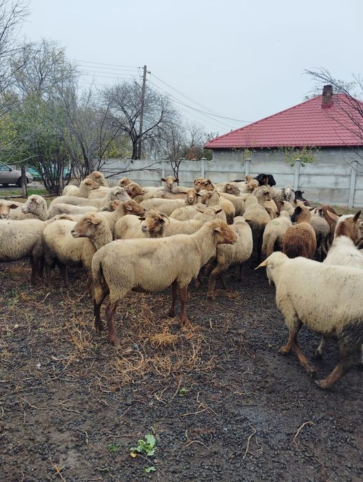 Vând oi grase reforma
