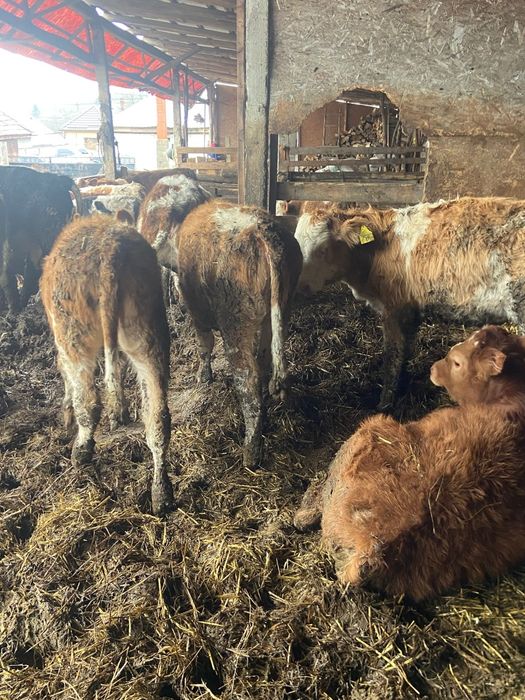 Vand vitele productie proprie din ferma de Elita  Ciurea