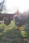 pui australorp, sussex, plymounth rock 2025