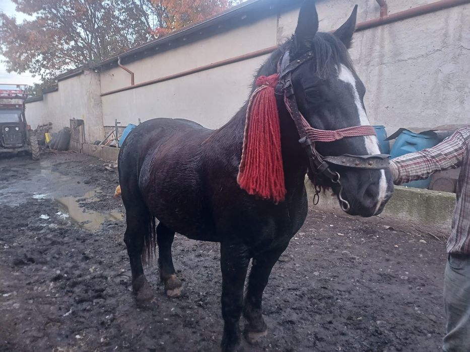 Cal de vanzare negru