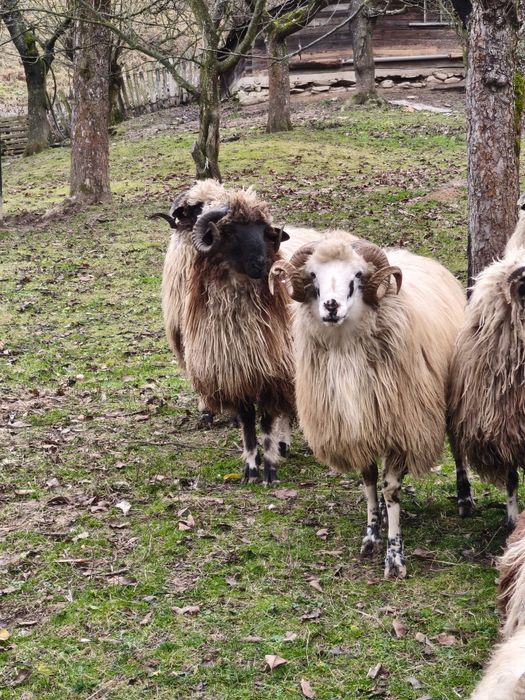 Berbecuti de vanzare